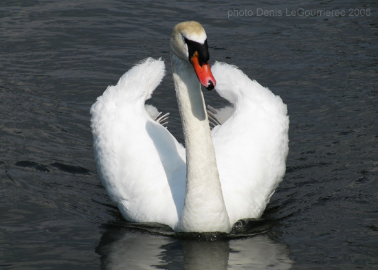 swan in galway