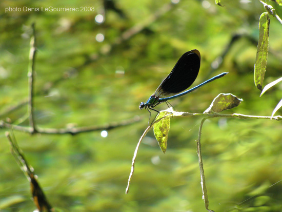 dragonfly