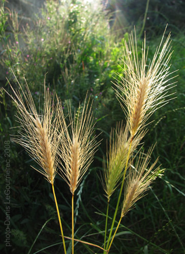 epis d'orge