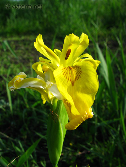 briere iris d'eau