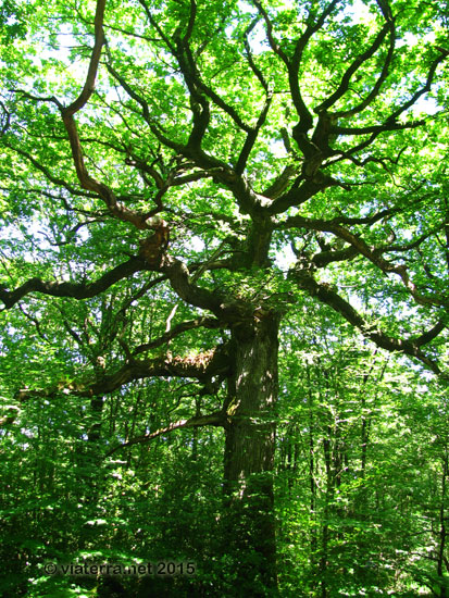 broceliande chene hindre