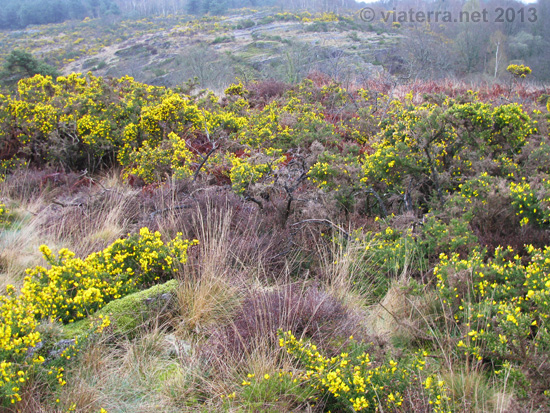 broceliande paysage de lande en fleur