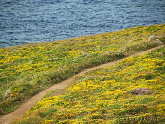 sentier cotier dans la lande