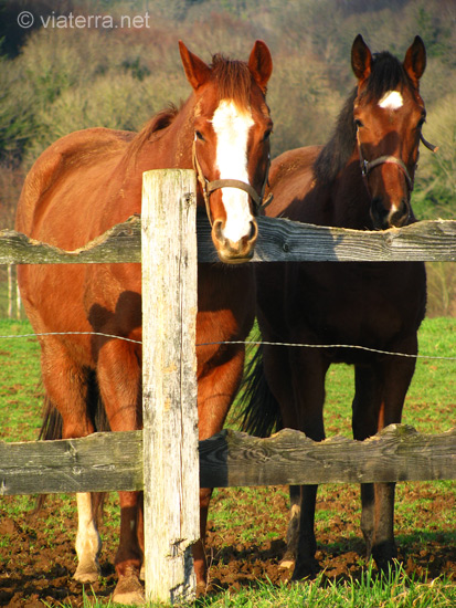 chevaux en bretagne