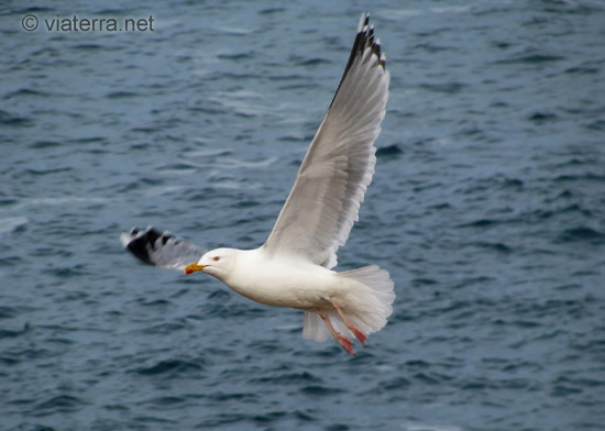 goeland en vol