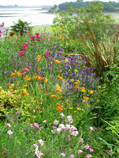 ile aux moines morbihan fleurs