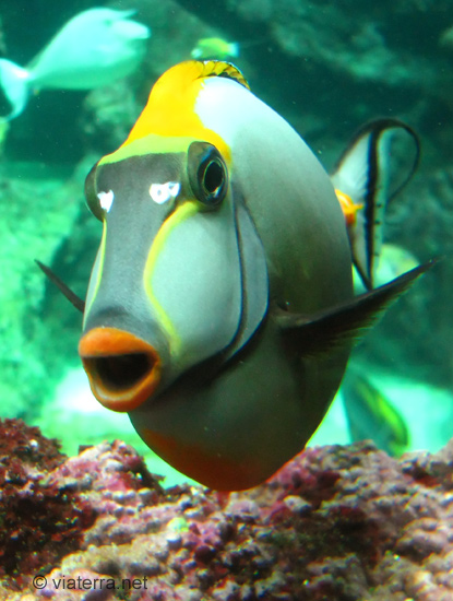 poisson tropical aquarium oceanopolis brest