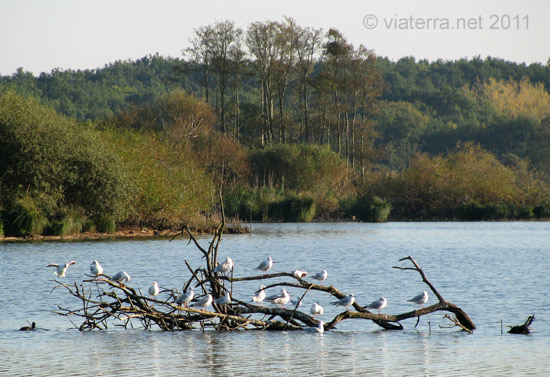 mouettes lac de grandlieu