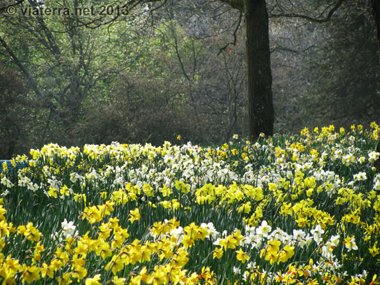 jonquilles parc thabor