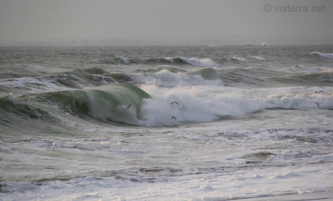 mouettes vagues barre d'Etel