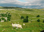 yorkshire