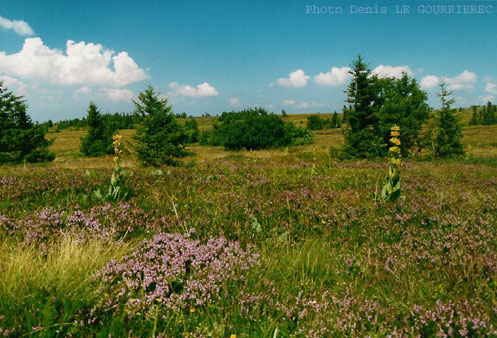 vosges prairie