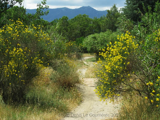 chemin le long du tech ortaffa