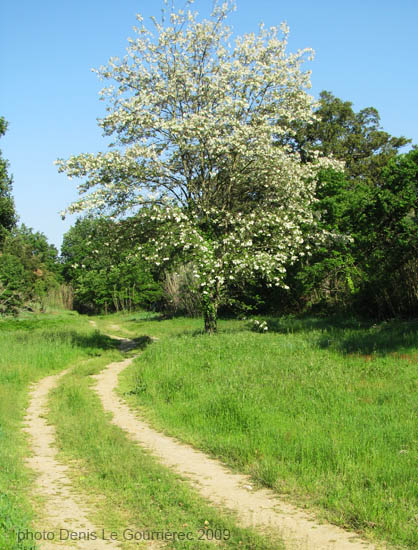 chemin et arbre fleuri au printemps