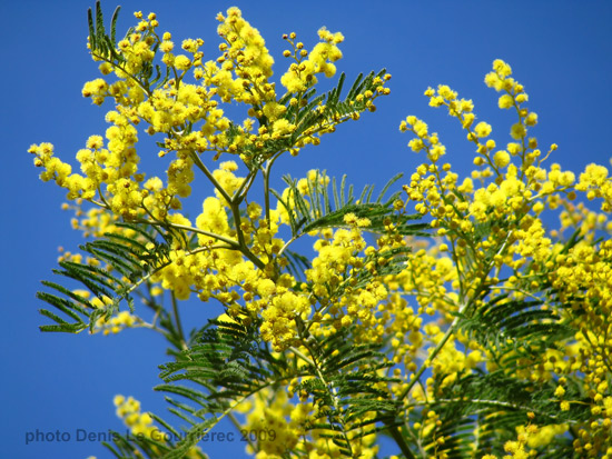 mimosa en fleur