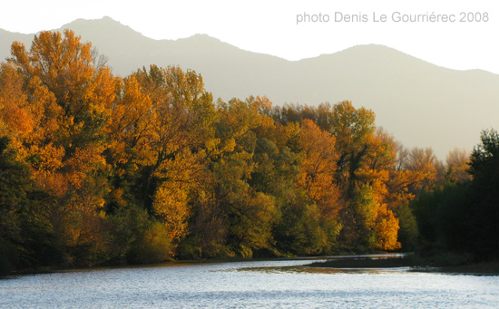 arbres automne