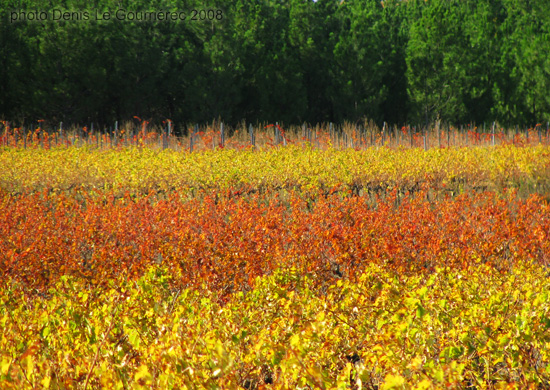 vignes automne