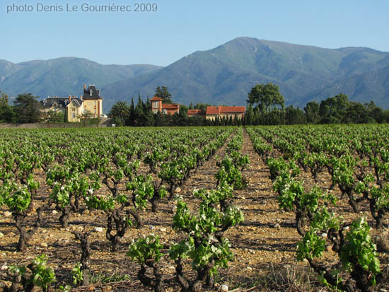 vignoble brouilla vue sur les alberes