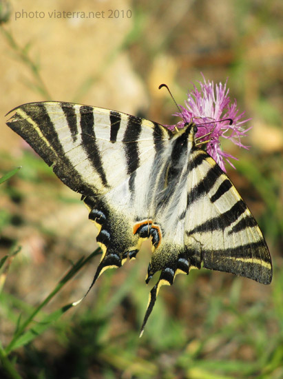 papillion swallowtail macaon