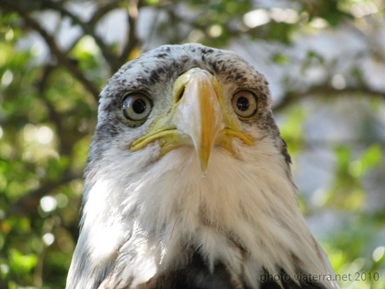 whitehead eagle aigle tete blanche