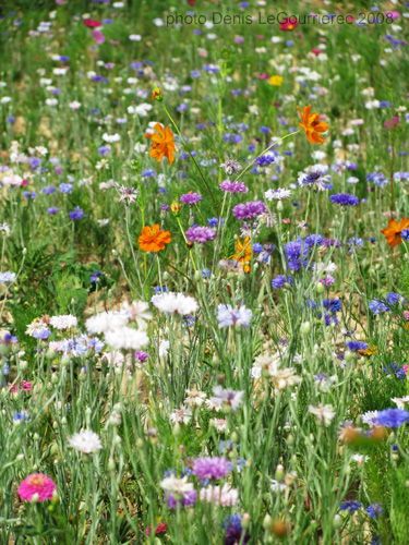 champ de fleurs