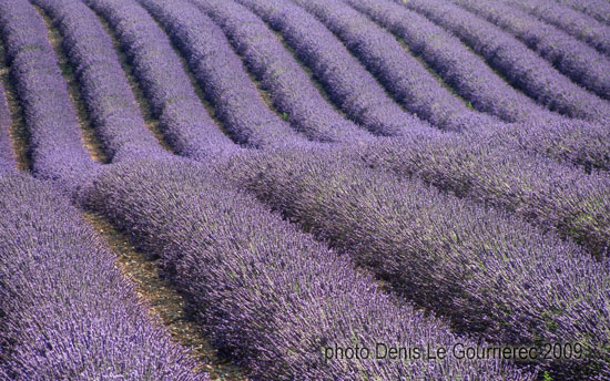 lavender field provence france