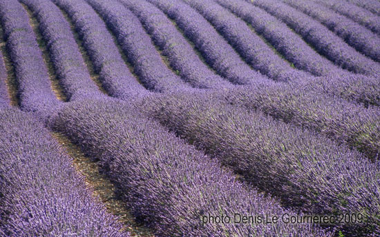 champ de lavande provence