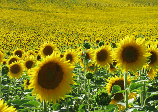 champ de tournesol provence