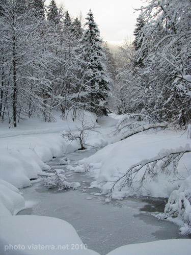 foret petetoz sous la neige