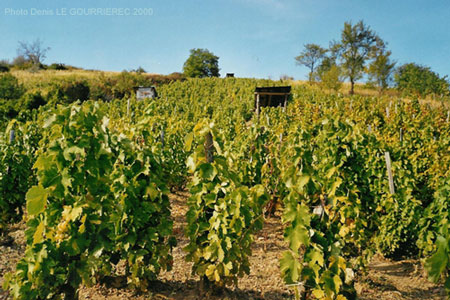 tokaj vineyard