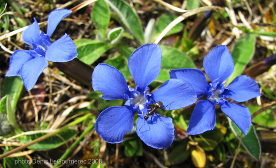 burren flower spring gentian