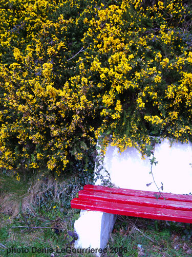 gorse