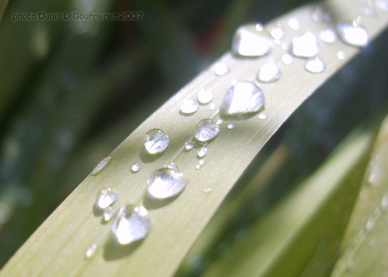 macro water drops