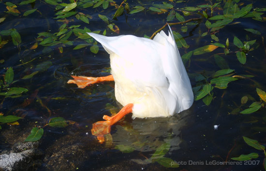 diving duck