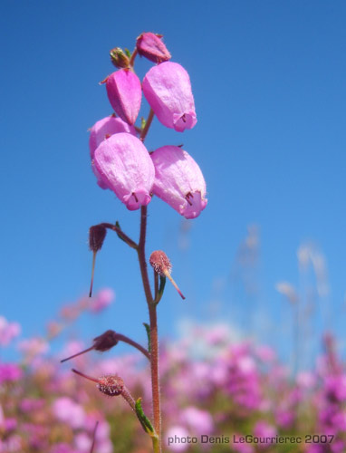 pink flower macro