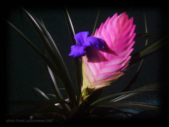 tillandsia