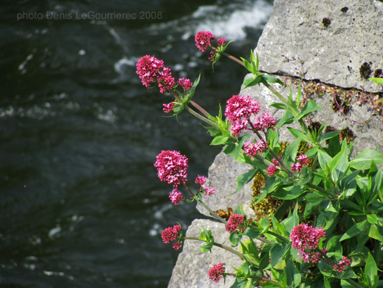 flowers galway river
