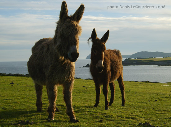 donkeys