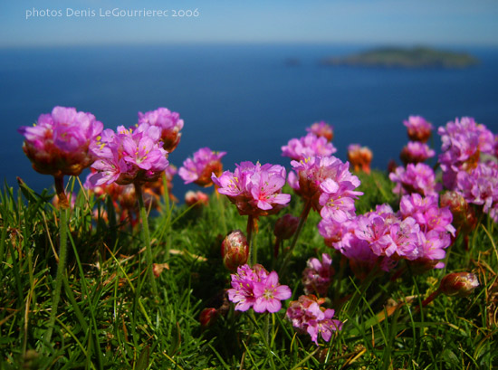 blasket island flowers