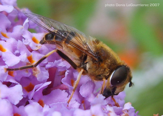 hoverfly