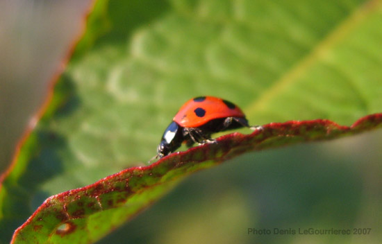 lady bird close up