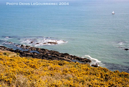 Fountainstown - Gorse along the coast