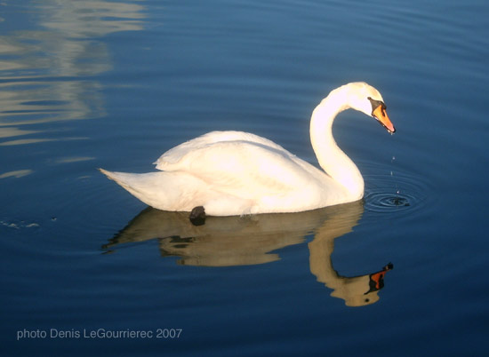 swan reflecting in water