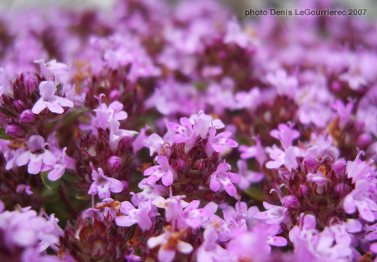 close-up flower