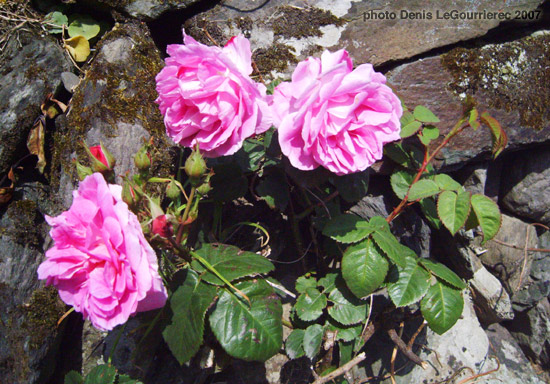 cape clear flowers