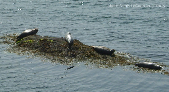 seals glengarriff