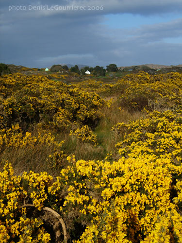 gorse flowers