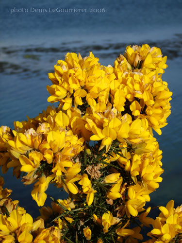 gorse bloom