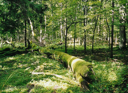 Bialowieza national park