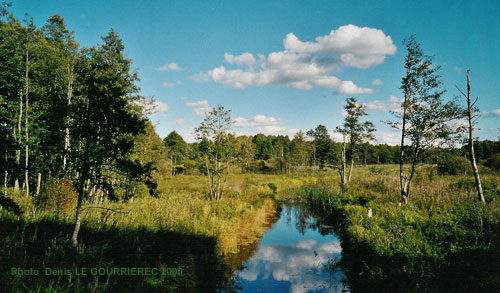 Bialowieza forest